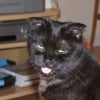 Photo de Frimousse