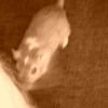 Photo de Greese, Gerbille