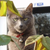 Photo de Pistache
