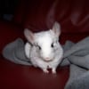 Photo de Elvis
