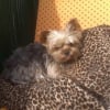 Photo de Joy