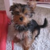 Photo de Diesel