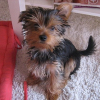 Photo de profil de Diesel