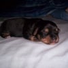 Photo de Dora