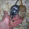 Photo de Monsieur souris