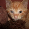 Photo de Moustic