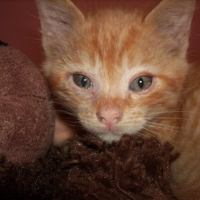 Photo de profil de Moustic