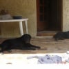 Photo de Rex