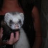 Photo de Crapule