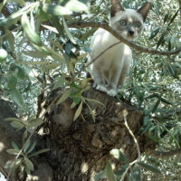 Photo de profil de Gribouille