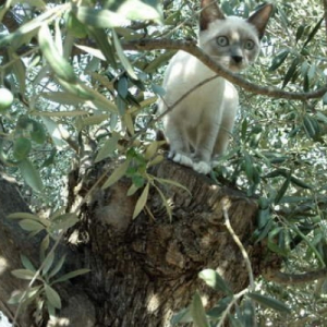 Photo de profil de Gribouille