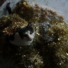 Photo de Cookie