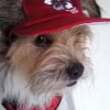 Photo de Snoopy