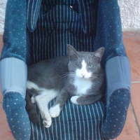 Photo de profil de Silver