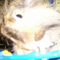 Photo de profil de Lili