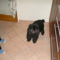 Photo de profil de Mirza