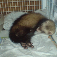 Photo de profil de Chipie