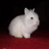 Photo de Pouchinette