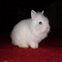 Photo de profil de Pouchinette