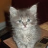 Photo de Luna