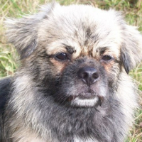Photo de profil de Cooper