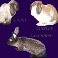 Photo de profil de Lanchron 