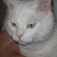 Photo de profil de Cots