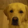 Photo de Darwin