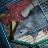 Photo de Piwi