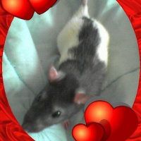 Photo de profil de Speedy