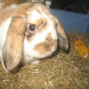 Photo de Alvin