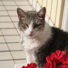 Photo de Minette