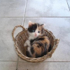Photo de C'kotin