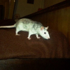 Photo de Shiva