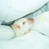 Photo de Snow