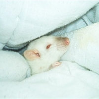 Photo de profil de Snow