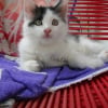 Photo de Nemo