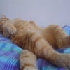 Photo de Roucky, British Shorthair
