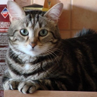 Photo de profil de Noël