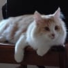 Photo de Milla