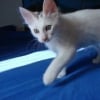 Photo de Dax