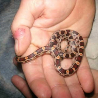 Photo de profil de Kaa (serpent)