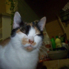 Photo de Chipie
