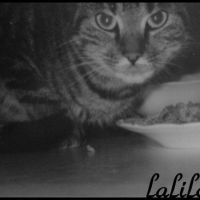 Photo de profil de Sidony