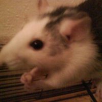 Photo de profil de Vodka