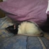 Photo de Domino