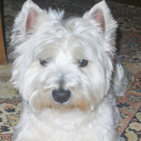 Photo de profil de Alias
