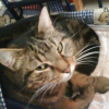 Photo de Toulouze