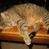 Photo de Teraphosa