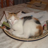Photo de Twitt